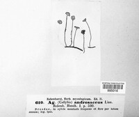 Lichenomphalia umbellifera image